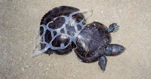 Turtle-Plastic