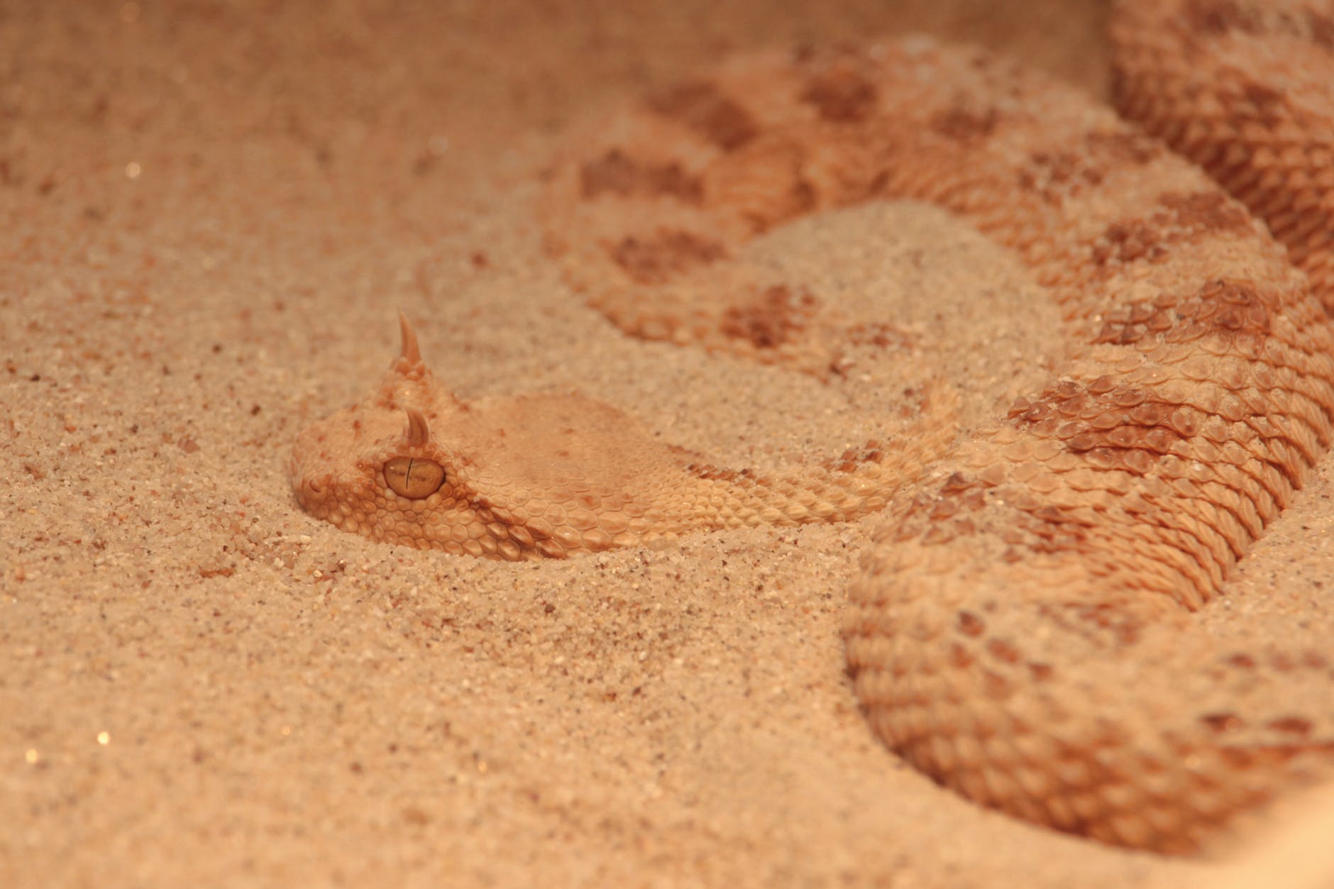 close up photo of a brown sidewinder snake on sand